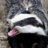 Profilbild von The Badgerati