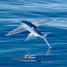 沙海飞鱼🐟静观其变 profil fotoğrafı
