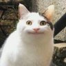 nutopia's profile picture