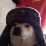 doogle 的头像