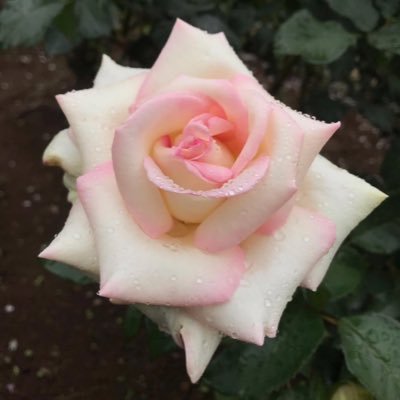 PedYyAJcXJYewm6's profile picture