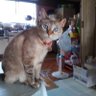 モコモコ's profile picture
