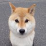 Фото профиля べじ