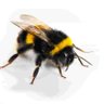 10,000 bees 的头像