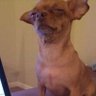 tienecolayladra's profile picture
