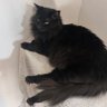 Pepita de limon1234 profil fotoğrafı