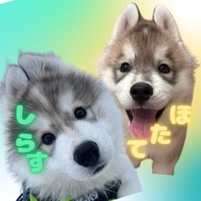 samosky_shirasu's profile picture