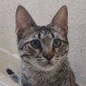 House of Anxiety's profile picture
