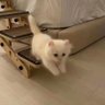 小猫拯救世界 的头像