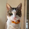 Hati profil fotoğrafı