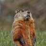 Marmot 的头像