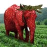 Profilbild von 🍓🐘