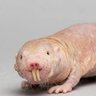 ノコレガ 的头像