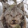 الرادع التونسي profil fotoğrafı
