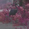 That flamingo's profile picture