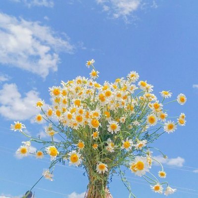 softhesoul136's profile picture