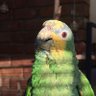 Green Chicken profil fotoğrafı