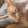 OrangeCatBad's profile picture