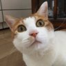 ローレンス's profile picture