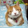 猫アレ。 profil fotoğrafı