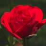 Roseblade 🌹's profile picture