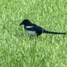 ThisBirdHasFlown profil fotoğrafı