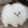 マッチョ犬 profil fotoğrafı