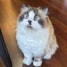 Dr. Poop m.d. ph.d.'s profile picture