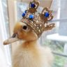 Profilbild von Jowita #Nawrocki2025