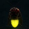 FIR3FLY profil fotoğrafı