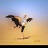 (الخفسى شخصيا )🇸🇩 Musaab profil fotoğrafı