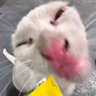 bibupp 的头像
