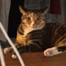 sweetpeach's profile picture