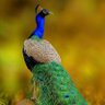 Ashish Yadav profil fotoğrafı