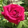 Фото профиля 🌹🌹YAYU🌹🌹