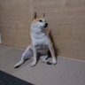 さぶろー's profile picture