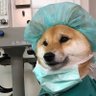 Doctor Shiba's profile picture