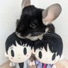チンチラ🐭GNJB🟣🟢観測者🔭 的头像