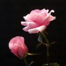 nilesh_vyas profil fotoğrafı