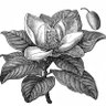 magnoliasys32's profile picture