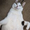 もりと ねこ's profile picture