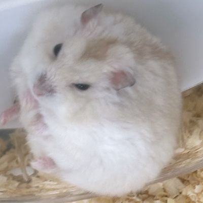 mareku011's profile picture