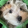 Lucy Stewart's profile picture