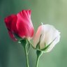 Фото профиля Muhammad Arshad