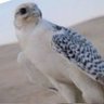 بن تركي.الخالدي🇸🇦's profile picture