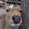 Fawn_222's profile picture