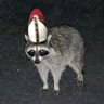 carlosgtrrz's profile picture
