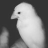 これいこ。 的头像