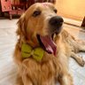 Vikash K Prasad's profile picture