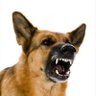 Фото профиля Mad Dog, Believer of God